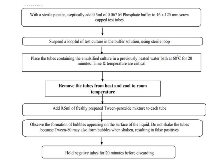 procedure of catalase test