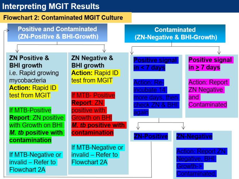 Contaminated MGIT Culture